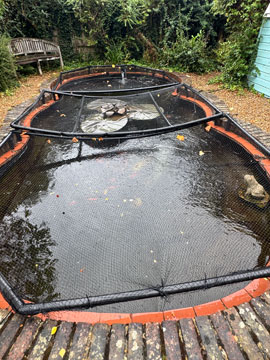 pond
