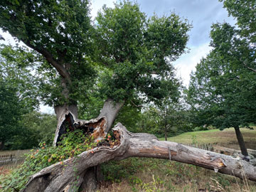 tree