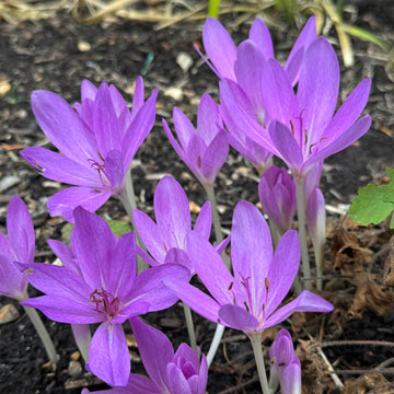 crocus