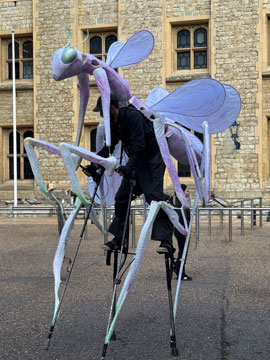 praying mantis