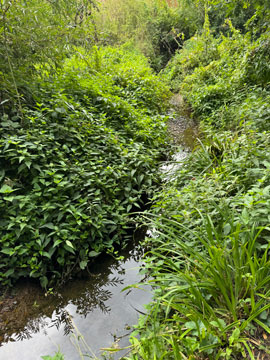 stream