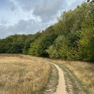 meadow