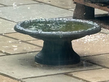 bird bath