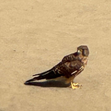 kestrel