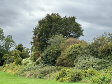 meadow