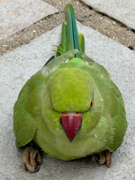 parakeet