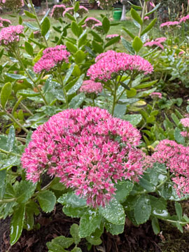 sedum