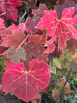 grape vine