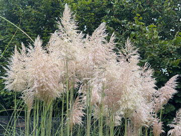 pampas