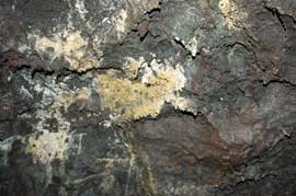 cave fungus