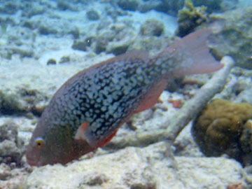 ember parrotfish