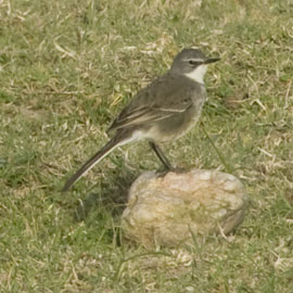 cape wagtail
