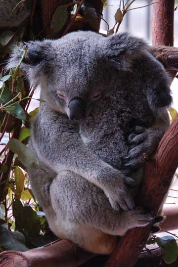Koala Cuddling