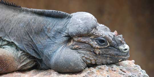 rhino iguana
