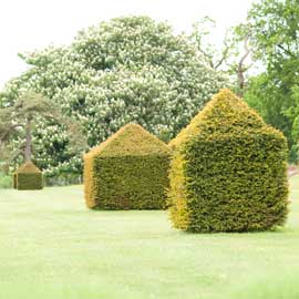 square hedges