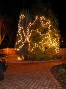 big trees lit up for Christmas