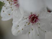 close up of blossom