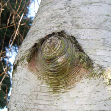 silver birch