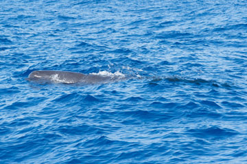 sperm whale baby