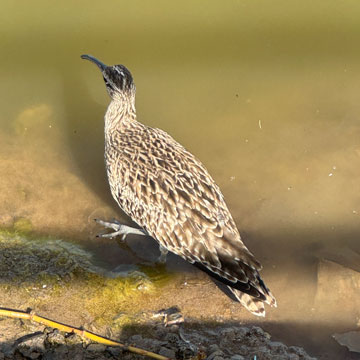 whimbrel