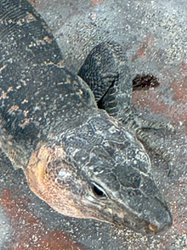 lizard