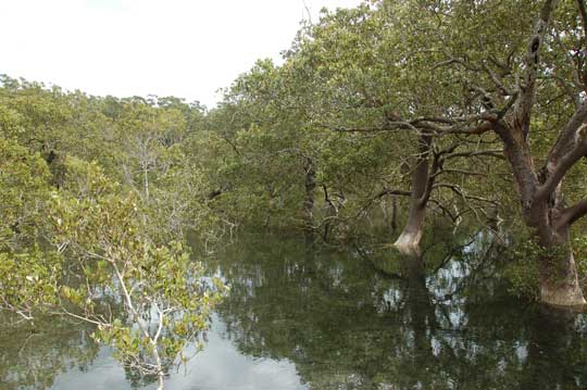 mangrove bwlk