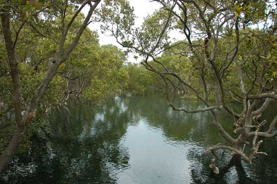 mangrove bwlk