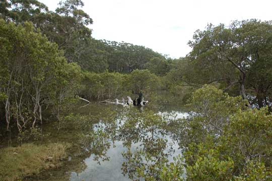 mangrove bwalk