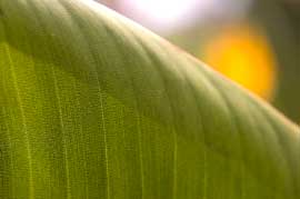 bof leaf