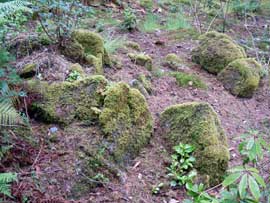 rocks and moss