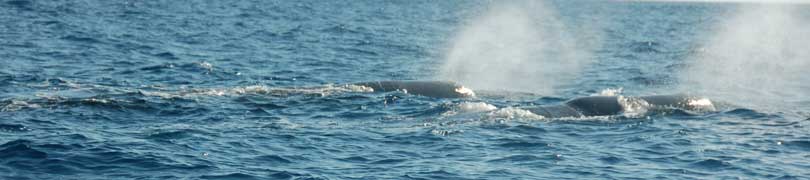 sperm whales
