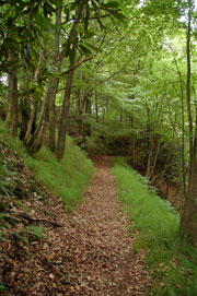 woodland walk