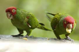 greenparrots