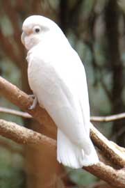 whiteparrot