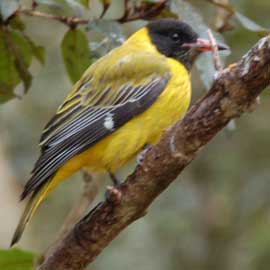 yellowbird