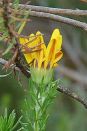 yellowplant