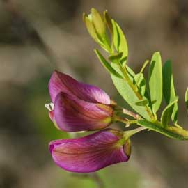 purpleplant