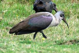 hadenda ibis