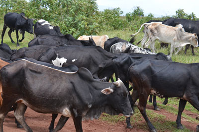 masai cattle