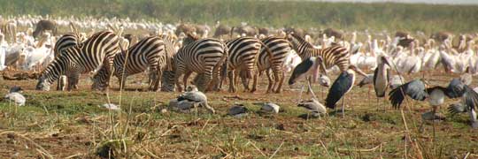 zebra&birds