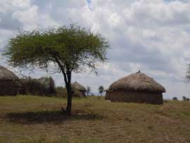 hut and tree