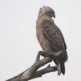 braown snake eagle