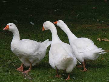 geese