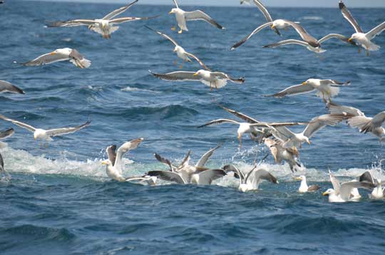 gulls and gannet