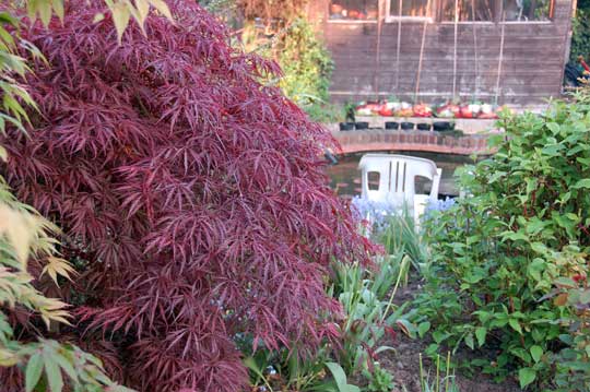 red acer