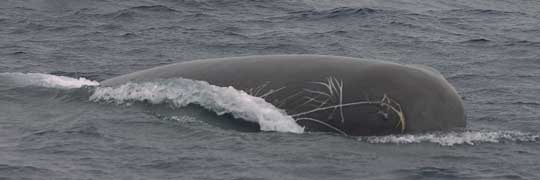 serm whale male