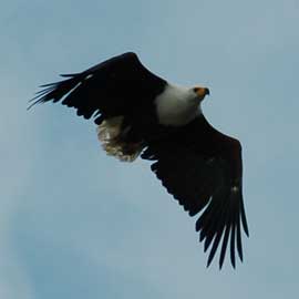 fish eagle