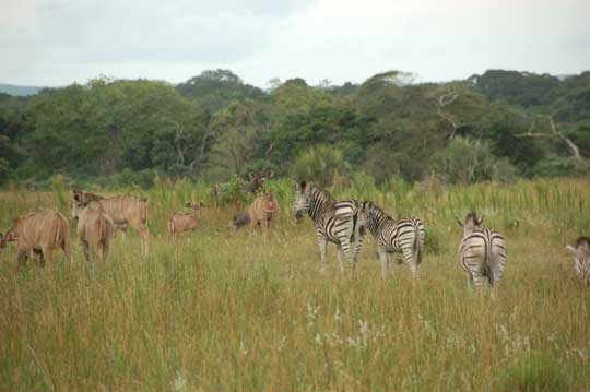 zebra and kudu