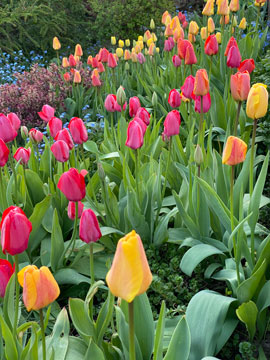 tulips