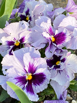 pansies